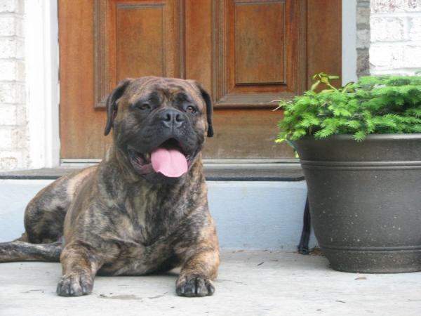 Marconian everything is about me me me | Bullmastiff 