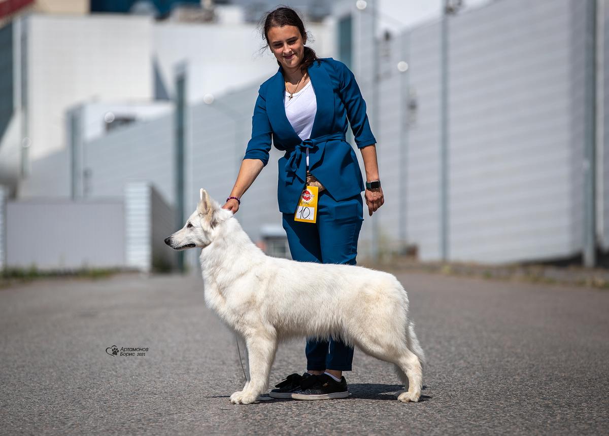 Old Banditos Belise | White Swiss Shepherd Dog 