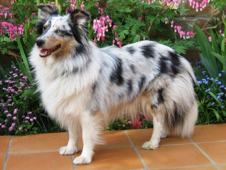 O'Hara vom Rindsberg | Shetland Sheepdog 