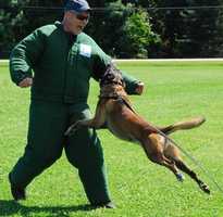 Jager van joefarm | Dutch Shepherd 