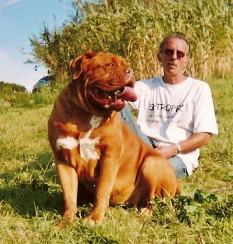 Soledad de Dame Midnight | Dogue de Bordeaux 