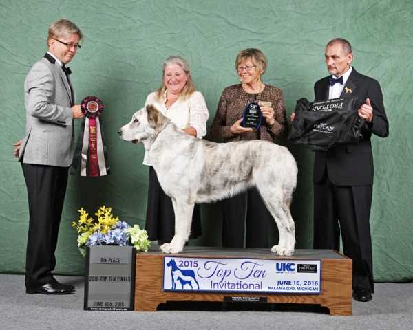 Fergie Chacalkiz Chenekel | Central Asian Shepherd Dog 