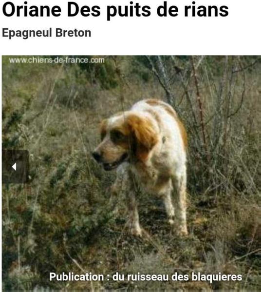 ORIANE des puits de rians | Brittany 