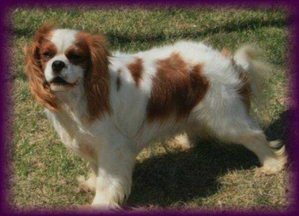 Mt. Cavalier Murphys Ace | Cavalier King Charles Spaniel 