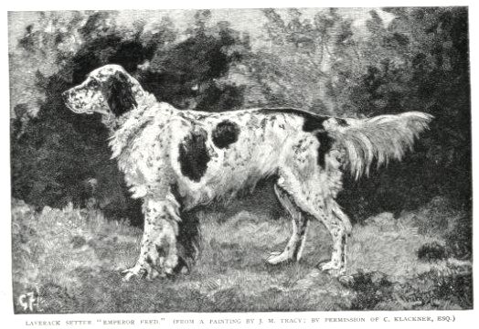 Emperor Fred (9077) | English Setter 