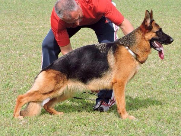 Bella	 del Finkenwerder | German Shepherd Dog 