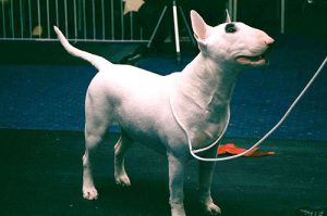 Kiss The Stars Over Kilacabar | Bull Terrier 