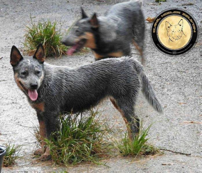 LARA SHAY OF HEELER'S SELIVON | Australian Cattle Dog 