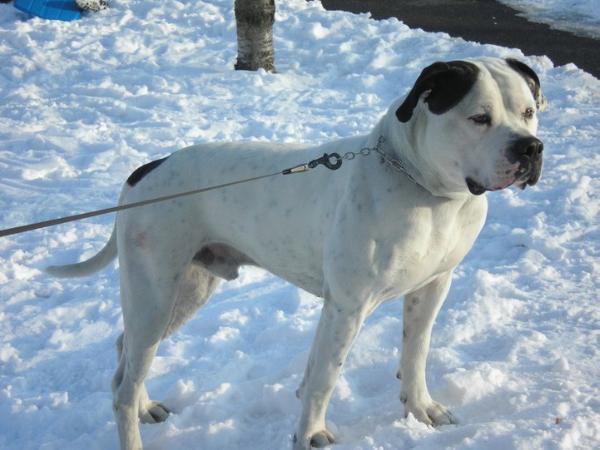 Argus Four Roses | American Bulldog 