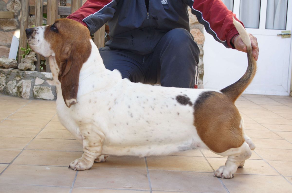 OLIMPIA DE VALLISLONGA | Basset Hound 