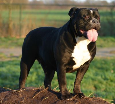 Bullforce Santiago | Olde English Bulldogge 