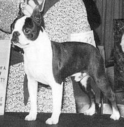 Top Shelf's Mr. Destiny | Boston Terrier 