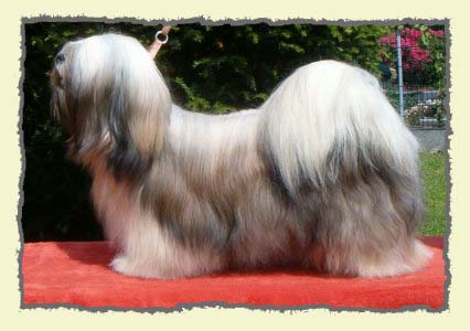 Nice Choice Isnt She Lovely | Lhasa Apso 