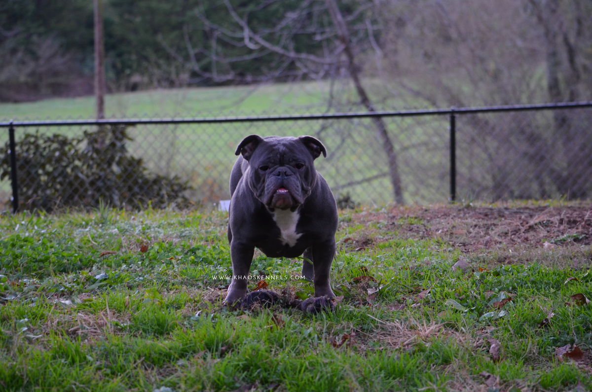 Khaos' Carbon | Olde English Bulldogge 