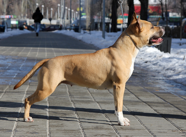 Lokki Viktoriya ''Rosta'' | American Staffordshire Terrier 
