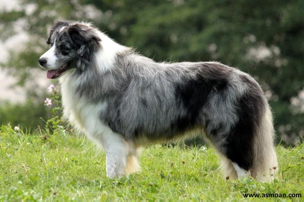 Avatar at Real Pearl | Border Collie 