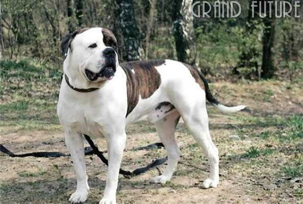 Frank? Grand Fang | American Bulldog 