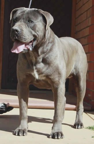 Itacor Furio | Cane Corso 