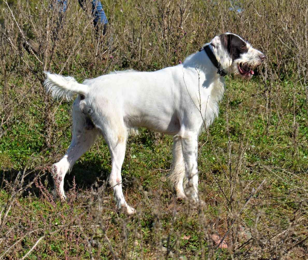 St. Croix's Wide Receiver | German Wirehaired Pointer 