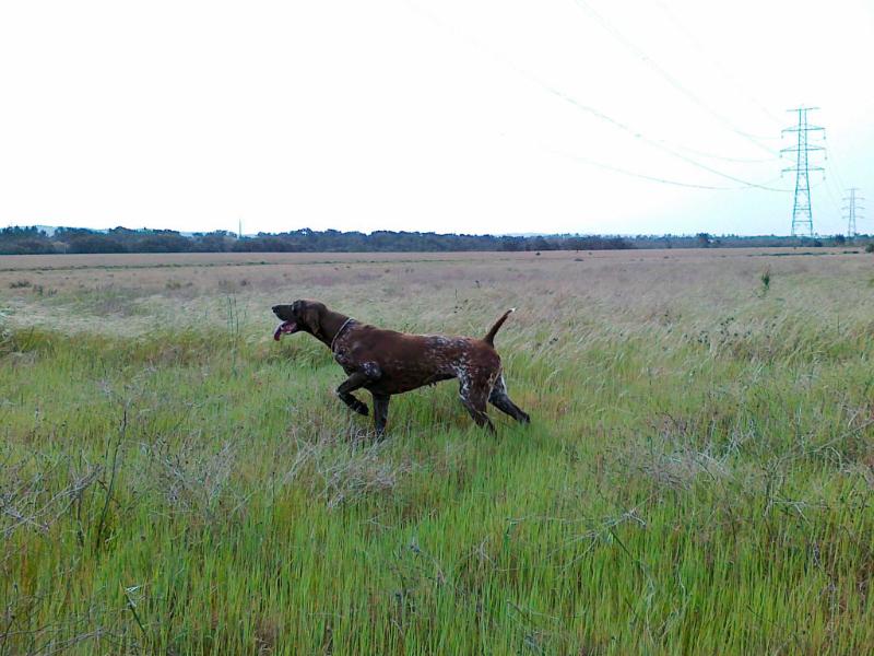 Kimi da Quinta do Meirinho | German Shorthaired Pointer 