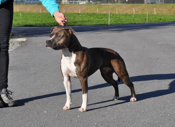 SoulSlinger Kali Kane | American Staffordshire Terrier 
