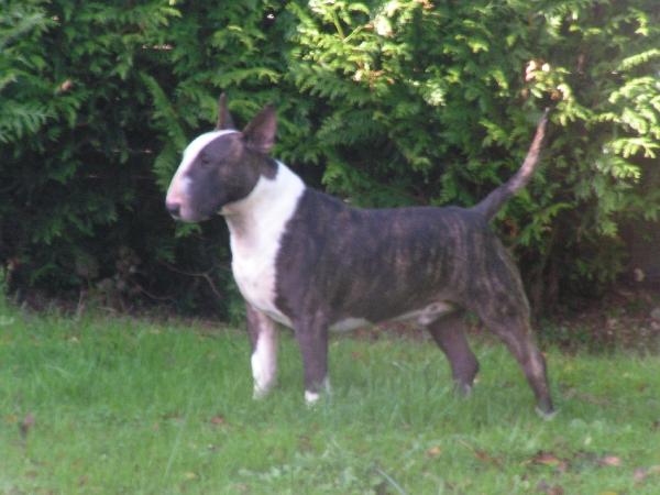 Gran Misae Captain Jack Sparrow | Bull Terrier 