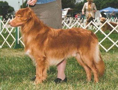 Honeyrun's River Ripper | Nova Scotia Duck Tolling Retriever 