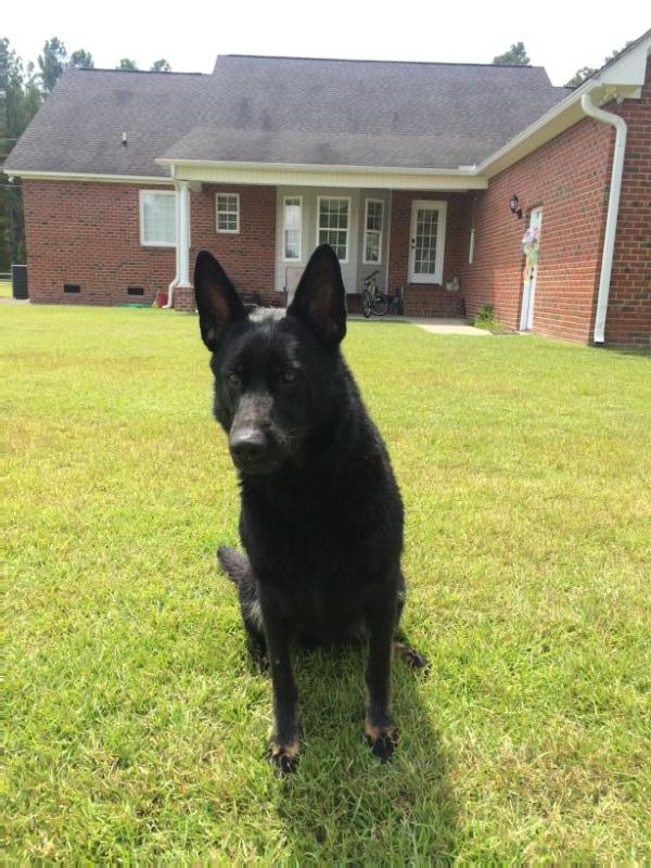 Molly vom caulderhaus | German Shepherd Dog 