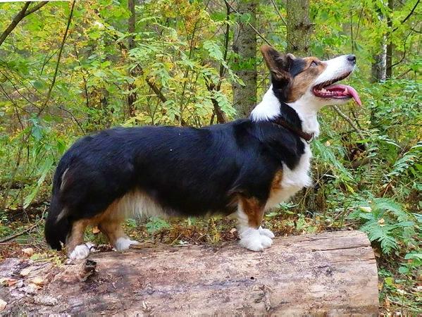 Ceridwen Mellow | Cardigan Welsh Corgi 