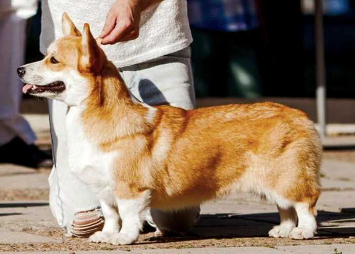 Arabel De Grand Daniela Fairy | Pembroke Welsh Corgi 