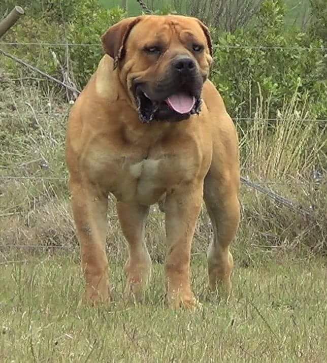 Afrika Apollo1 | African Boerboel 