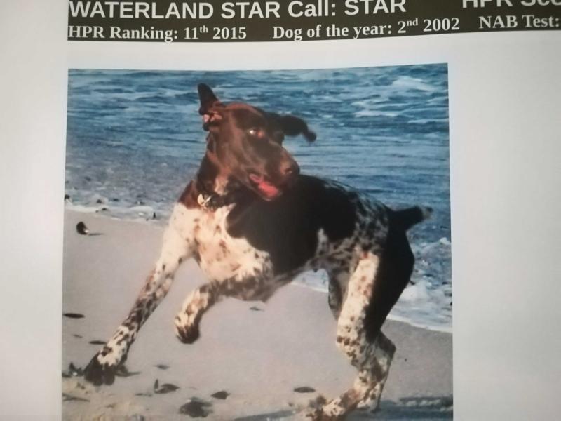 WATERLAND STAR OF THORNCREEK NA | German Shorthaired Pointer 