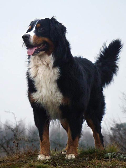 Dantes Ekaterinoslavskiy | Bernese Mountain Dog 