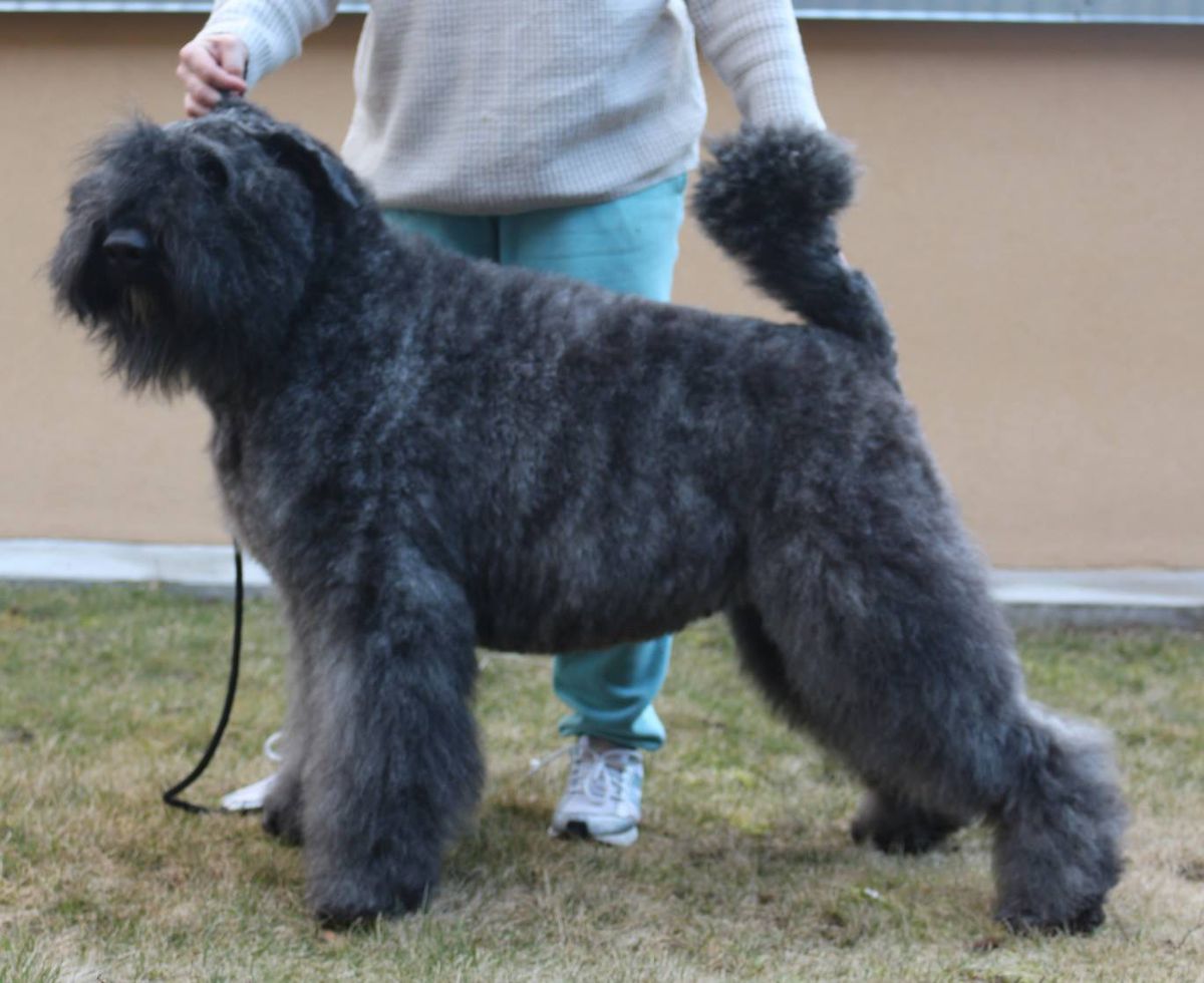 Elita Filos z Grodu Ksiazat Pomorskich | Bouvier des Flandres 