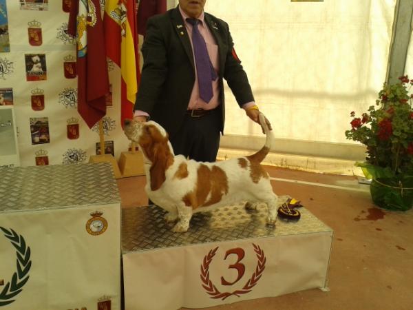 Valerie de Tres Manzanas | Basset Hound 