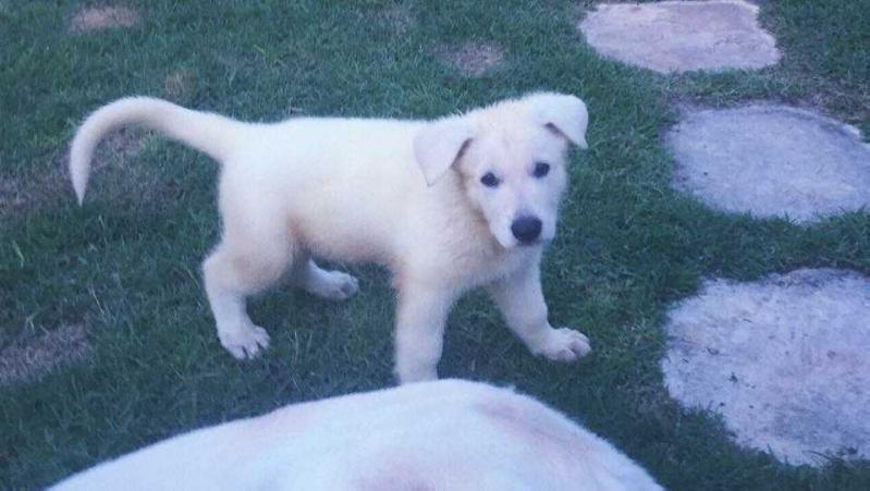 Aslan das Dunas Brancas | White Swiss Shepherd Dog 