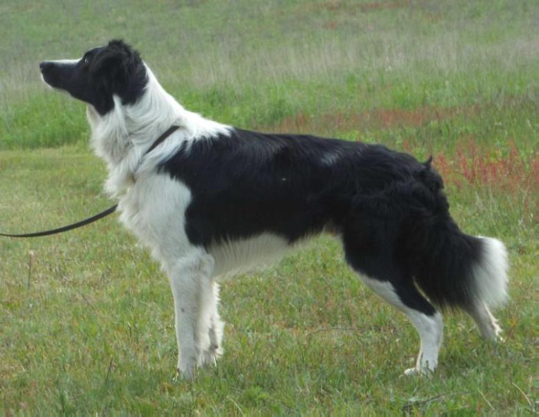 Archer | Border Collie 