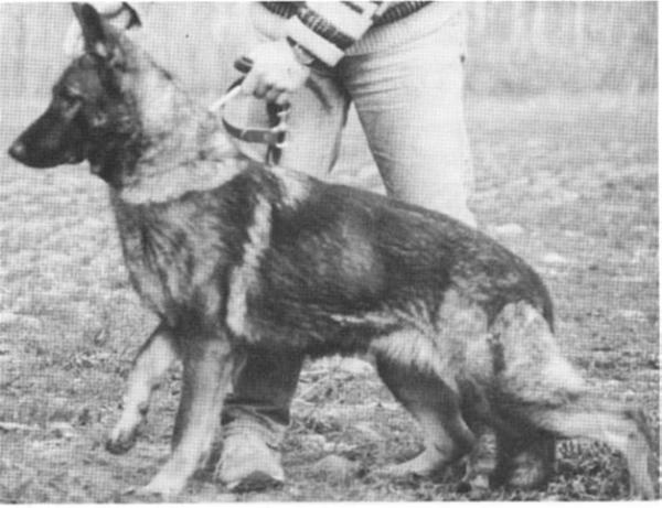 Bety Kolovratovka | German Shepherd Dog 