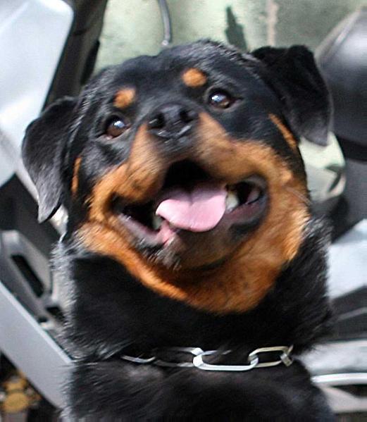 Diva von der Alten Sumpf | Rottweiler 