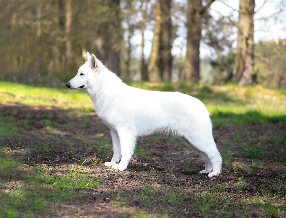 Icarus White Ancilias | White Swiss Shepherd Dog 