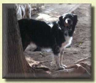 Valhallas Cassandra | Australian Shepherd 