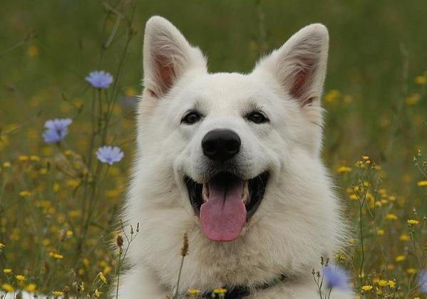 Balu Snow of the white river | White Swiss Shepherd Dog 