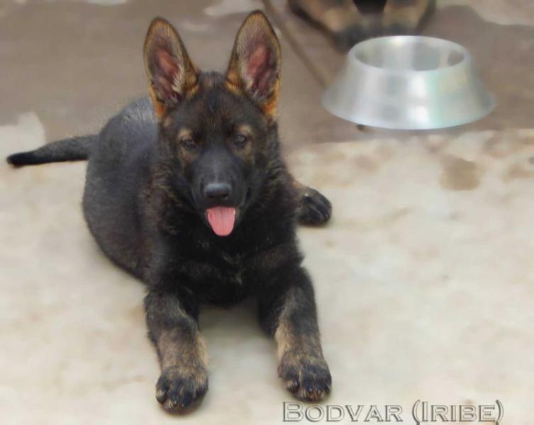 Bodvar (Iribe) | German Shepherd Dog 