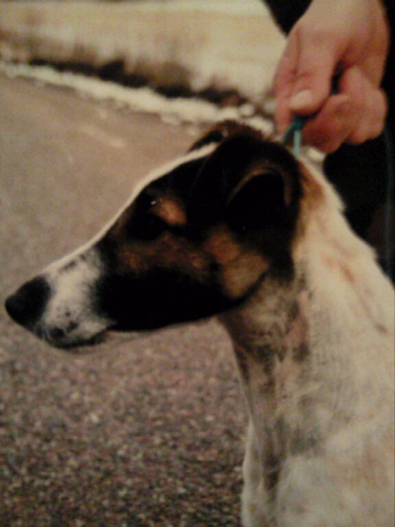 Bodils Kocken | Smooth Fox Terrier 