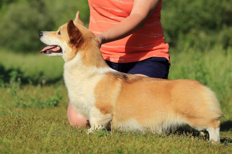 Gordost Serdtsa Moego | Pembroke Welsh Corgi 