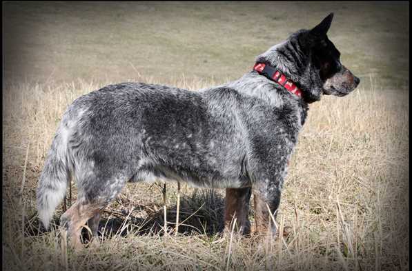 Long Creek's Kinsman Redeemer | Australian Cattle Dog 