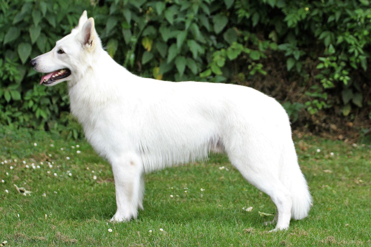 Flashing Jewel Grand Canyon | White Swiss Shepherd Dog 