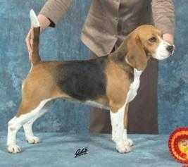 Snugglewood's Zaffiro | Beagle 