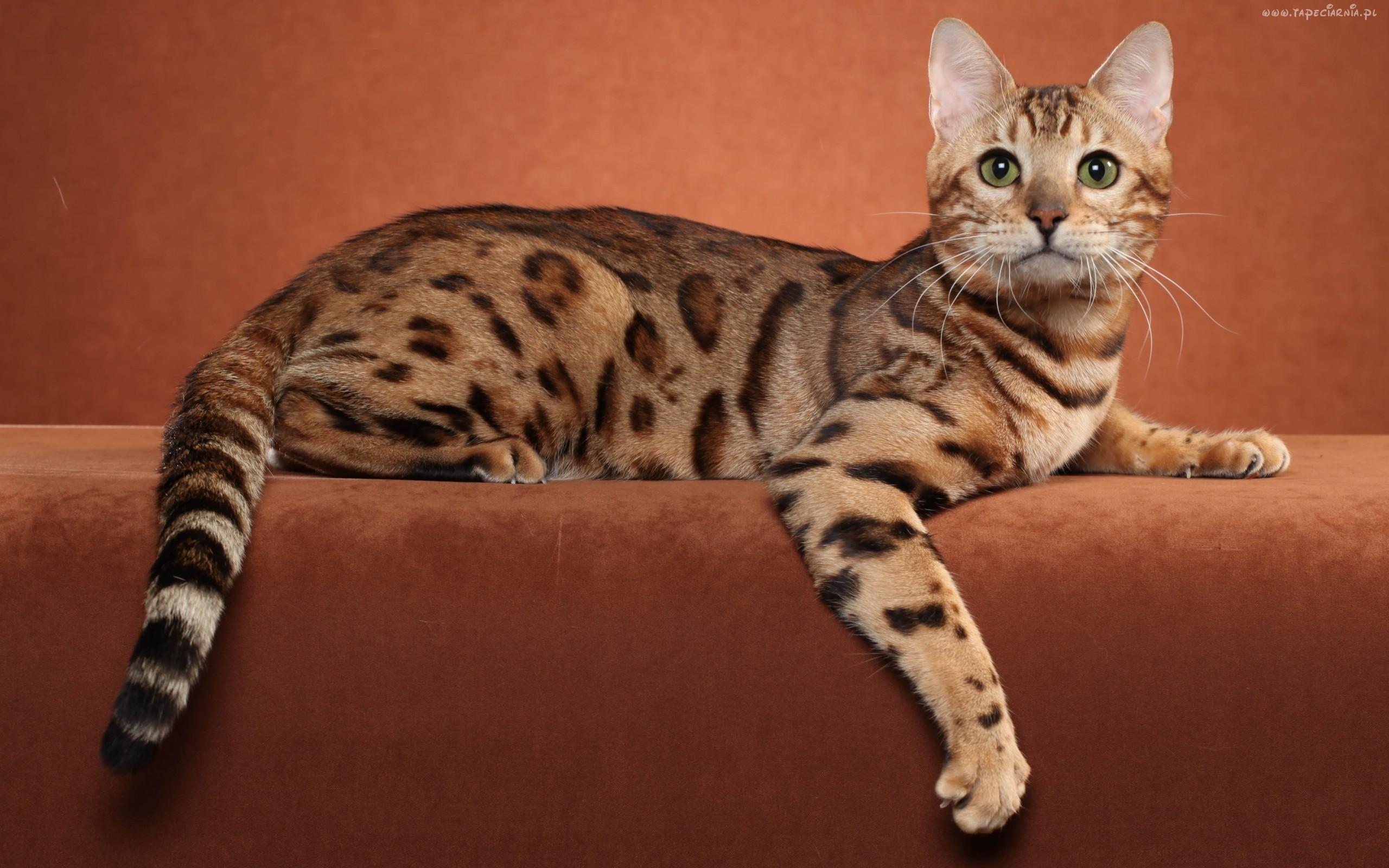 Ocicat
