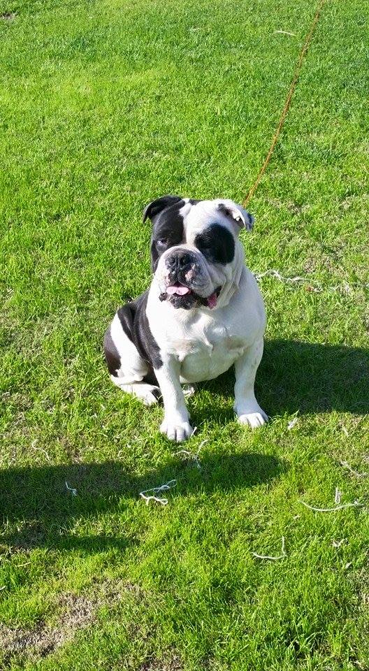 Miltowns Misfit | Olde English Bulldogge 